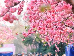 -洛龙公园