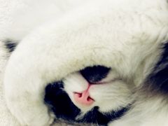 -芭比堂动物医院广州顽皮分院