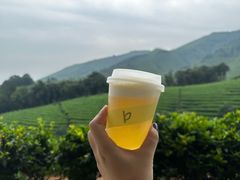 -白茶原·一片叶子