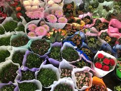 -龙大花卉苗木市场