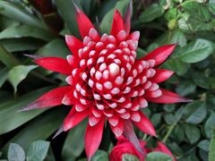 -上海鲜花港