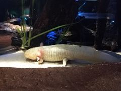 -悉尼海洋生物水族馆