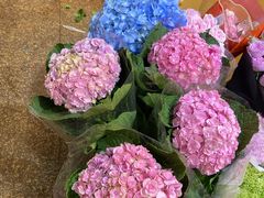 -双季花艺园艺市场(浦东店)