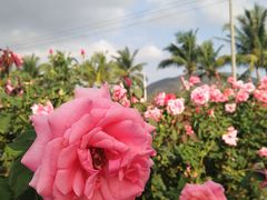 -亚龙湾国际玫瑰谷