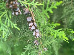 -北京西山国家森林公园