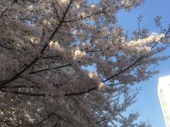 -同济大学四平路校区游泳馆