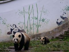 -中国大熊猫保护研究中心雅安碧峰峡基地