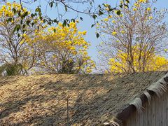 -天适樱花悠乐园