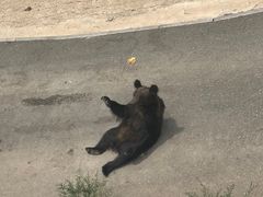 -大青山野生动物园