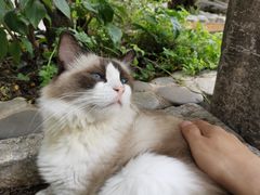 -喵屿·大理花园猫咖