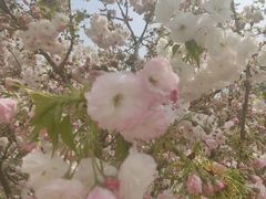 -樱花山风景区