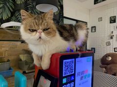 -平行世界·猫咖(首经贸店)