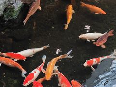 -白天鹅宾馆-宏图府餐厅