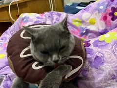 -宠福鑫康馨动物医院·骨科·眼科