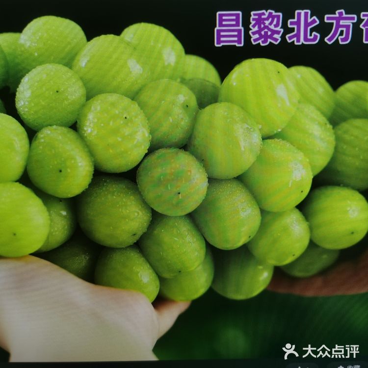       葡萄 提子  你会去 更钟爱哪