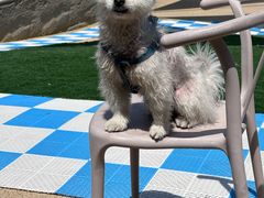 -爪吧宠物乐园 (温榆河示范区店)