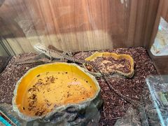 -酷以爬仙阁实体爬宠店·守宫·蜥蜴·专业繁育