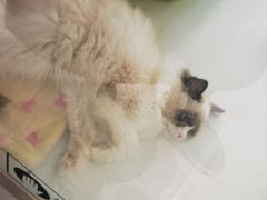 -唐小姐の猫狗洗护·购宠旗舰店(周浦万达店)