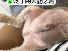-美联众合动物医院·24h转诊中心