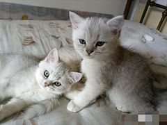 -纳吉亚猫专科动物医院博雅分院