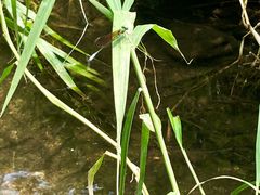 -碓臼峪自然风景区