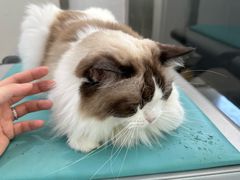 -四月宠物医院·猫专科·心脏专科·内科(转塘店)