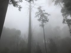 -东天目山风景区