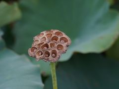 -池杉湖湿地公园