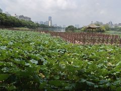 -南宁南湖公园