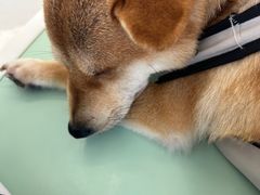 -怪兽屋·羊驼·猫咖·狗咖(俊华广场店)