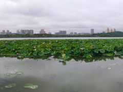 -月湖风景区