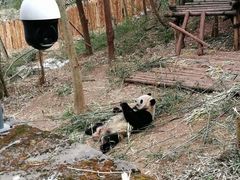 -都江堰中华大熊猫苑