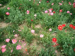 -北纬44度·金珠花海休闲农业旅游景区