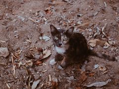 -清迈夜间动物园