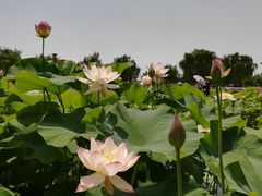 -白洋淀景区