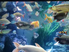 -上海海洋水族馆