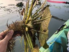-阳澄湖半岛旅游度假区