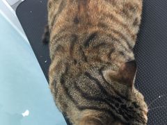 -爱洗澡的猫(望京店)