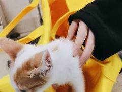 -动物缘宠物医院·骨科·猫科(西二环店)