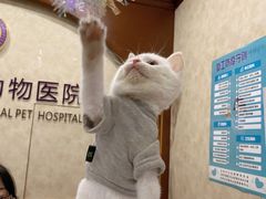 -宠爱国际动物医院· 猫科· 外科·中兽医(长白店)