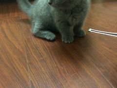 -宠爱多约克夏马尔济斯泰迪小型犬专卖