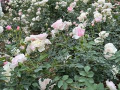 -人民公园(罗湖区)