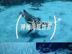 -海合安武汉极地海洋公园