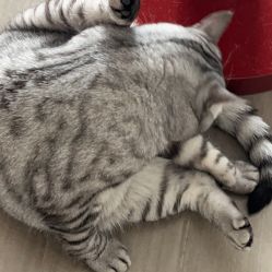 -隐逸SPA
