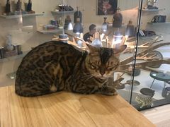-飞行喵MR PILOT|猫舍·猫咖(静安大融城店)