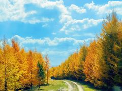 -塞罕坝国家级自然保护区