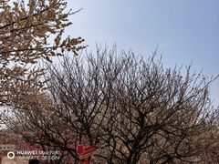-香雪海