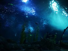 -芜湖新华联大白鲸海洋公园