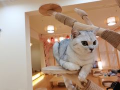 -猫にゃん · 猫的隐藏屋猫咖(麦地旗舰店)