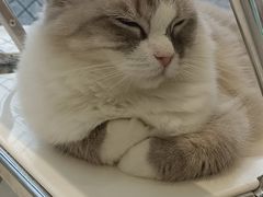 -怪兽屋·羊驼·猫咖·狗咖(俊华广场店)
